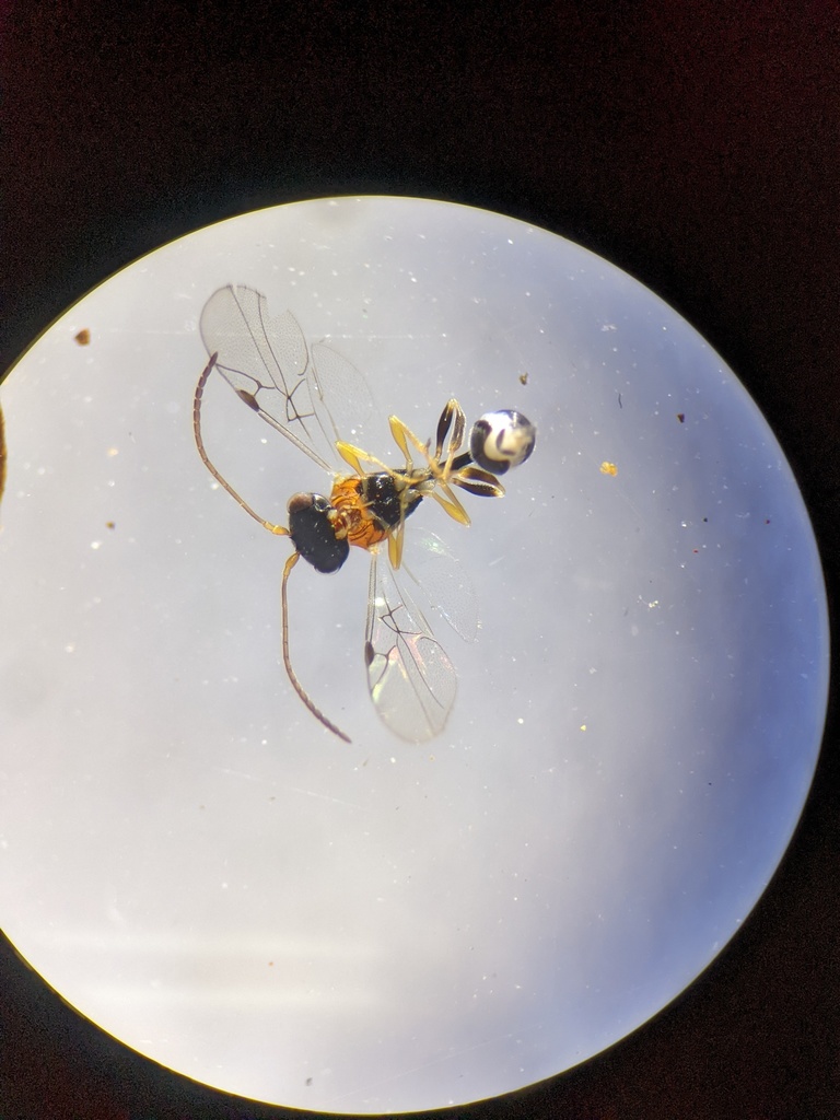 Helorus brethesi