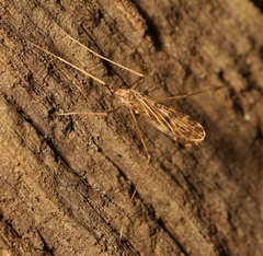 Ilisia maculata