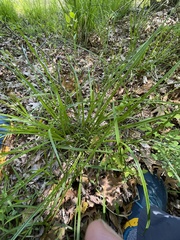 Carex laevivaginata