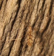 Ilisia maculata