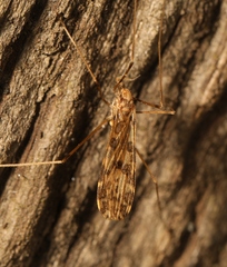 Ilisia maculata