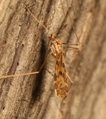 Ilisia maculata