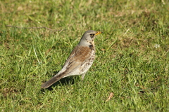Turdus pilaris