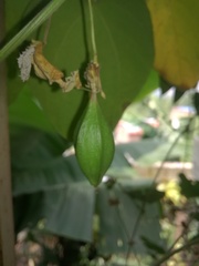 Passiflora capsularis