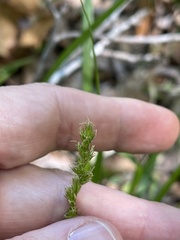 Carex laevivaginata
