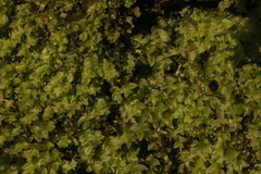 Mnium marginatum
