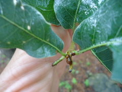 Quercus laceyi