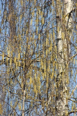 Betula pendula