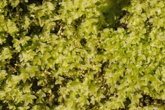 Mnium marginatum