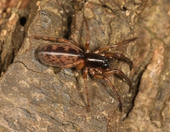 Segestria senoculata