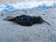 Cinnyris fuscus fuscus