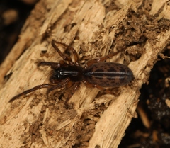 Segestria senoculata