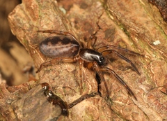 Segestria senoculata