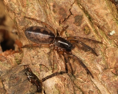 Segestria senoculata