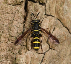 Sphiximorpha subsessilis