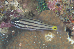 Cheilodipterus isostigma