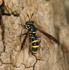 Sphiximorpha subsessilis