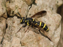 Sphiximorpha subsessilis