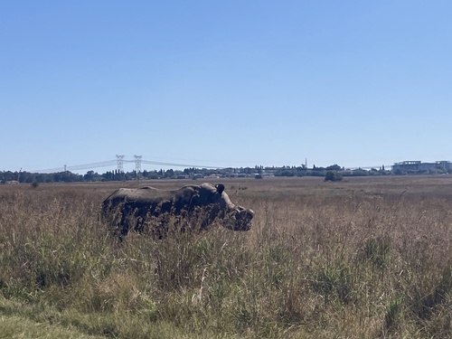 White rhinoceros