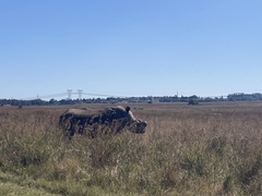 Ceratotherium simum simum