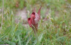 Serapias orientalis orientalis