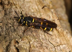 Sphiximorpha subsessilis