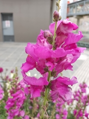 Antirrhinum majus