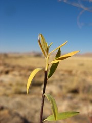 Euphorbia guerichiana image