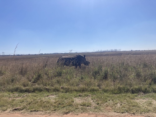 White rhinoceros