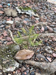 Juniperus virginiana