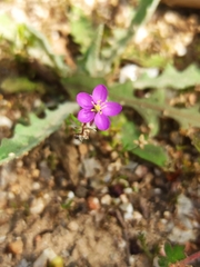 Spergularia purpurea