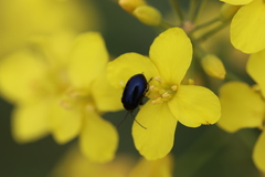 Cryptocephalus violaceus