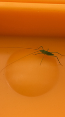 Pterophylla camellifolia