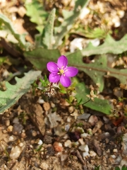 Spergularia purpurea
