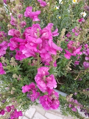 Antirrhinum majus
