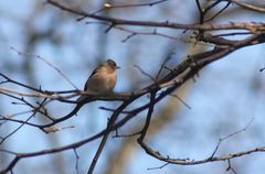 Fringilla coelebs