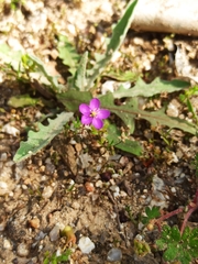 Spergularia purpurea