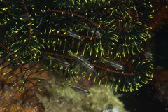 Cheilodipterus isostigma