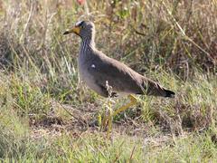 Vanellus senegallus lateralis