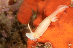 Hypselodoris bullockii