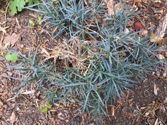 Ophiopogon planiscapus