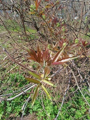 Sambucus racemosa