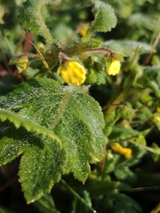 Calceolaria mexicana