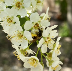 Andrena crataegi