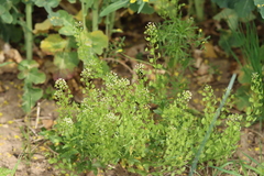 Thlaspi arvense