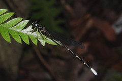 Sinosticta ogatai