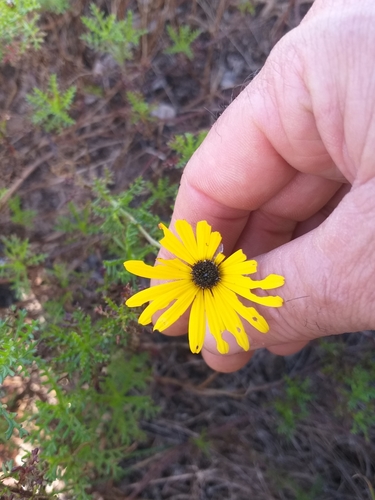 Image of Ursinia chrysanthemoides by (c) kevin koen, some rights reserved (CC BY-SA)