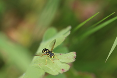 Chrysotoxum festivum