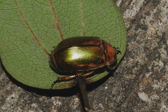 Mimela specularis