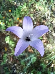 Campanula rapunculus